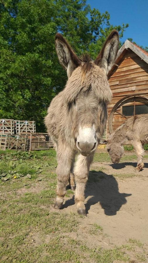 Muntershof Villa Velzeke-Ruddershove Dış mekan fotoğraf